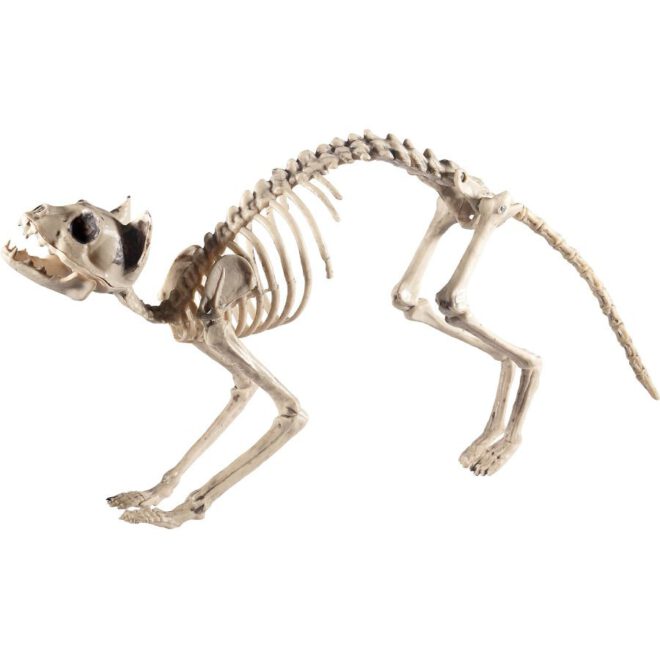 Skelet van een Kat