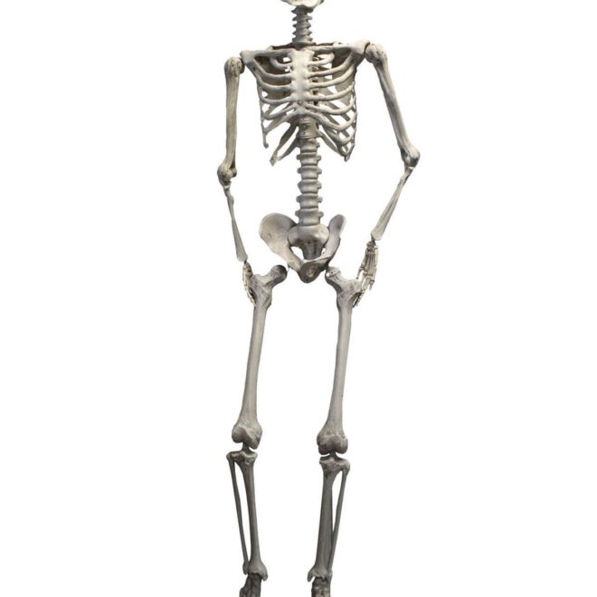 Skelet Levensecht - 2 meter