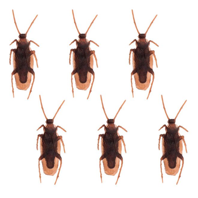 Kakkerlakken - 6 stuks